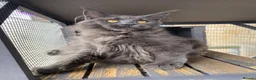 Maine Coon cats for sale: 💙*🦁*BLUE MAINE COON*💎*KITTENS*🦁*💙 - Advert 28