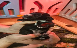 Cocker Spaniel dogs for sale: Beautiful cocker spaniel  - Image 13