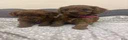 Cavapoo dogs for sale: Stunning F1 Toy Cavapoo Pups - Advert 8