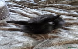 Mini Lop rabbits for sale: 3 little black bunnies pearls silver-plated fur - Advert 9