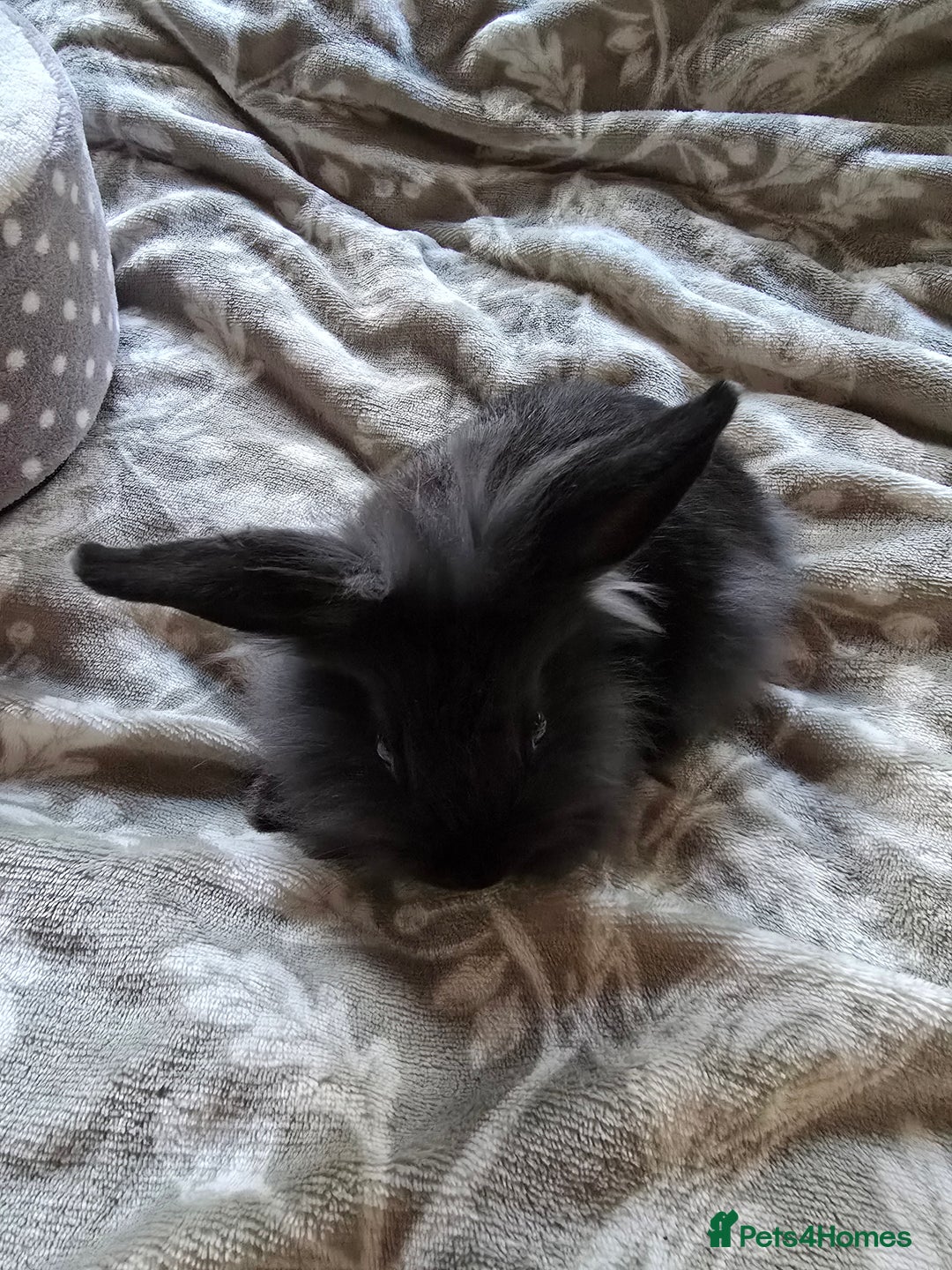 Mini Lop rabbits for sale: 3 little black bunnies pearls silver-plated fur - Advert 9