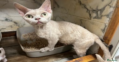 Devon Rex cats - Advert 1