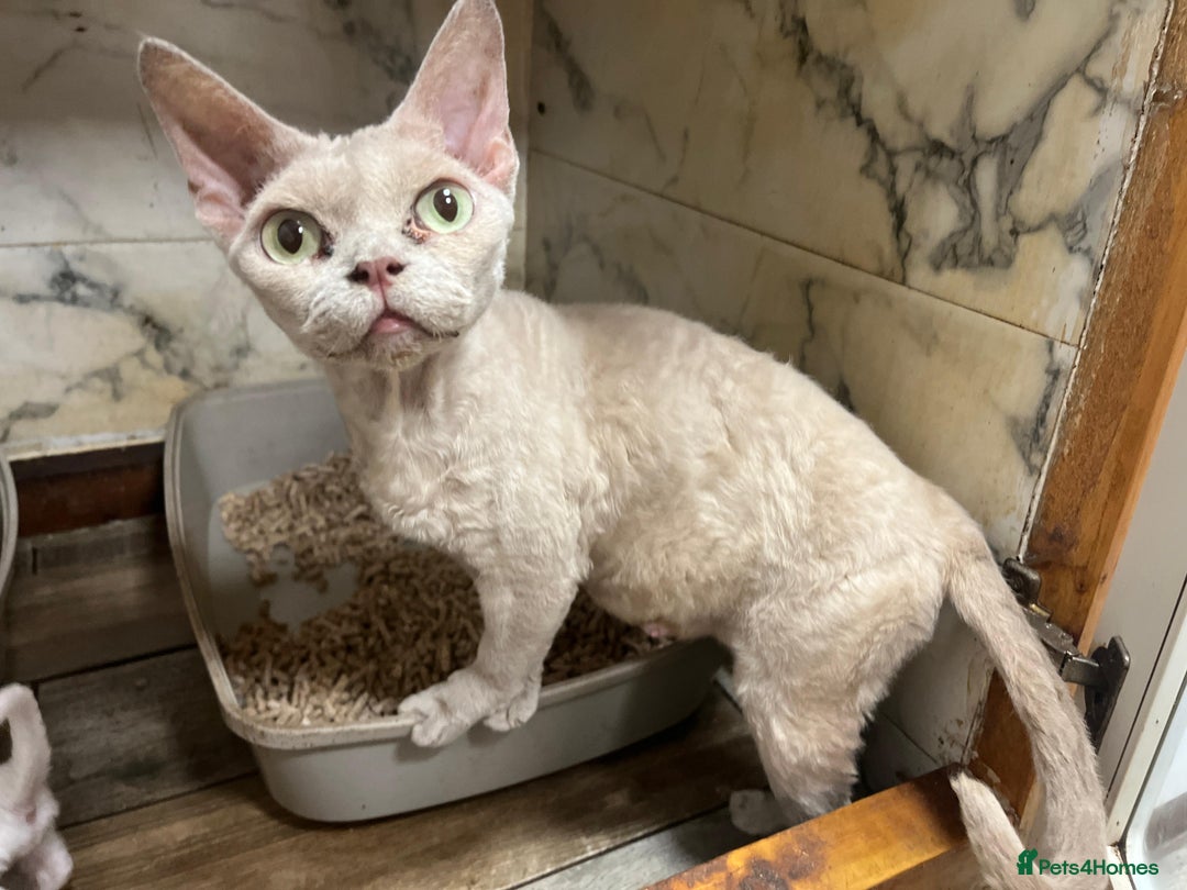 Devon Rex cats for sale: Tow beautiful Devon Rex boys  - Image 3