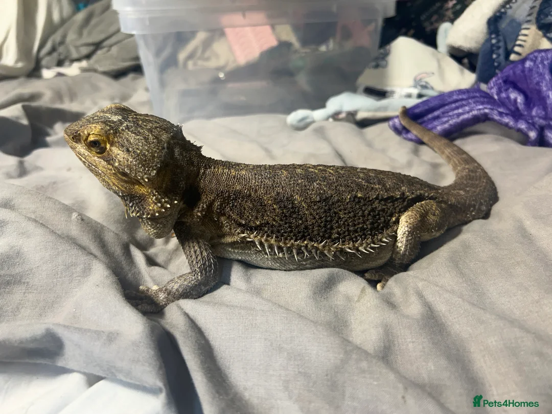 Bearded Dragon reptiles for sale: Baby bearded dragons for sale £80 each  - Advert 12