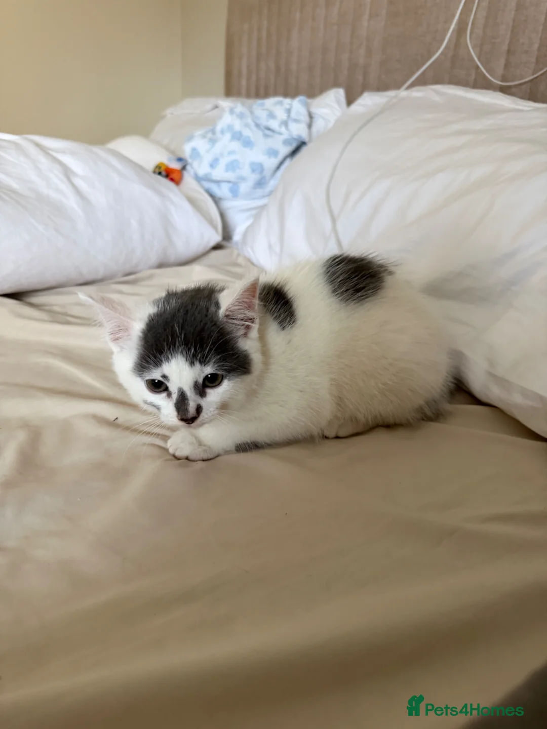 Mixed Breed cats for sale: KITTEN FOR SALE BOY - Advert 2