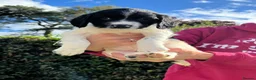 English Springer Spaniel dogs for sale: Stunning KC registered ESS from working stock - Advert 11