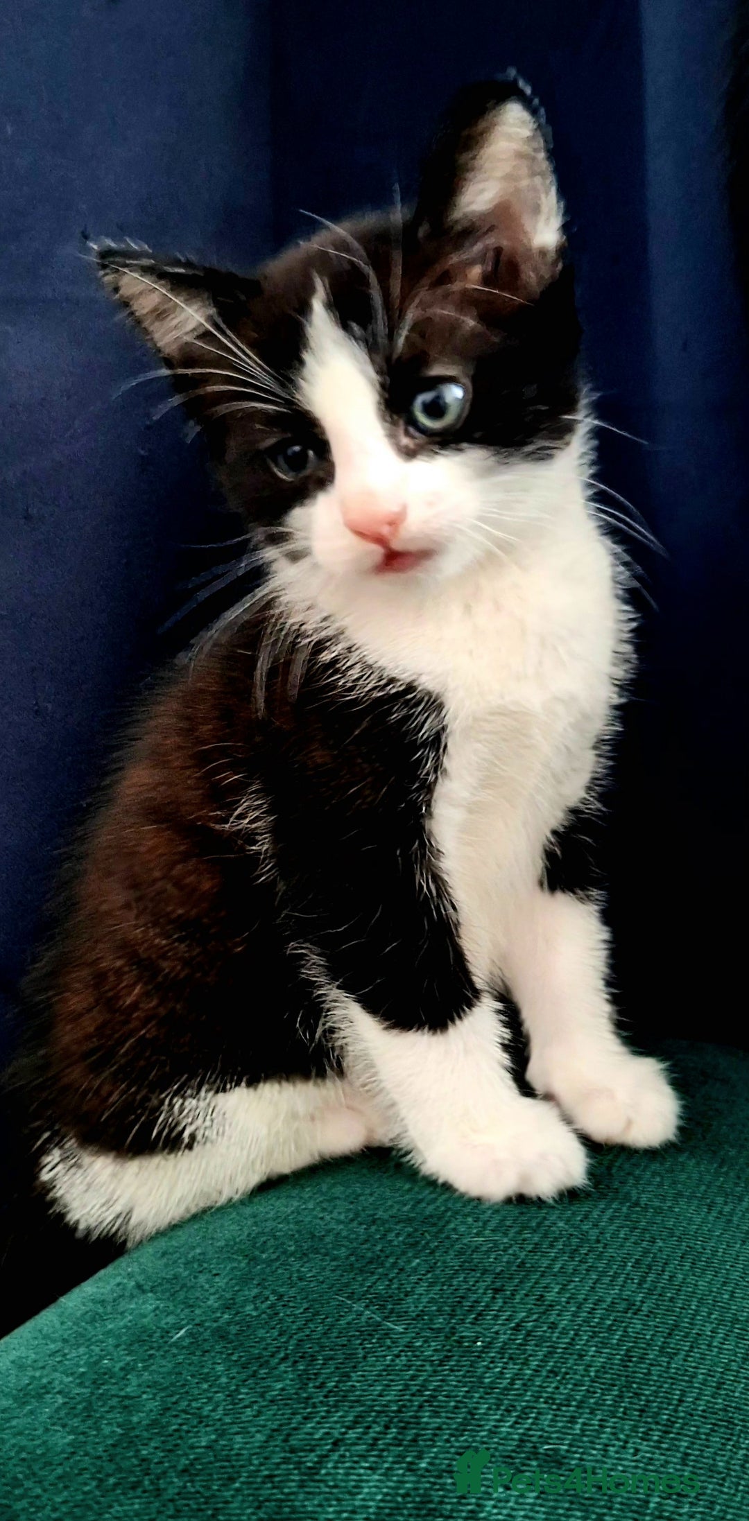Domestic Shorthair cats for sale: Kittens for sale  - Image 2