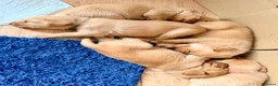Labrador Retriever dogs for sale: Stunning fox red KC Labrador puppies  - Advert 8