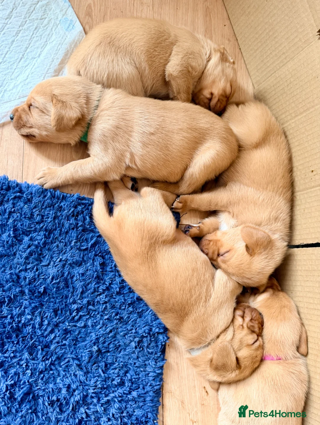 Labrador Retriever dogs for sale: Stunning fox red KC Labrador puppies  - Advert 8