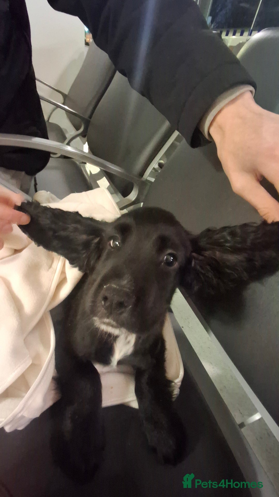 American Cocker Spaniel dogs for sale: Black cocker spaniel pup - Advert 4