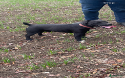 Patterdale Terrier dogs for sale: Patterdale terrier puppies  - Image 2
