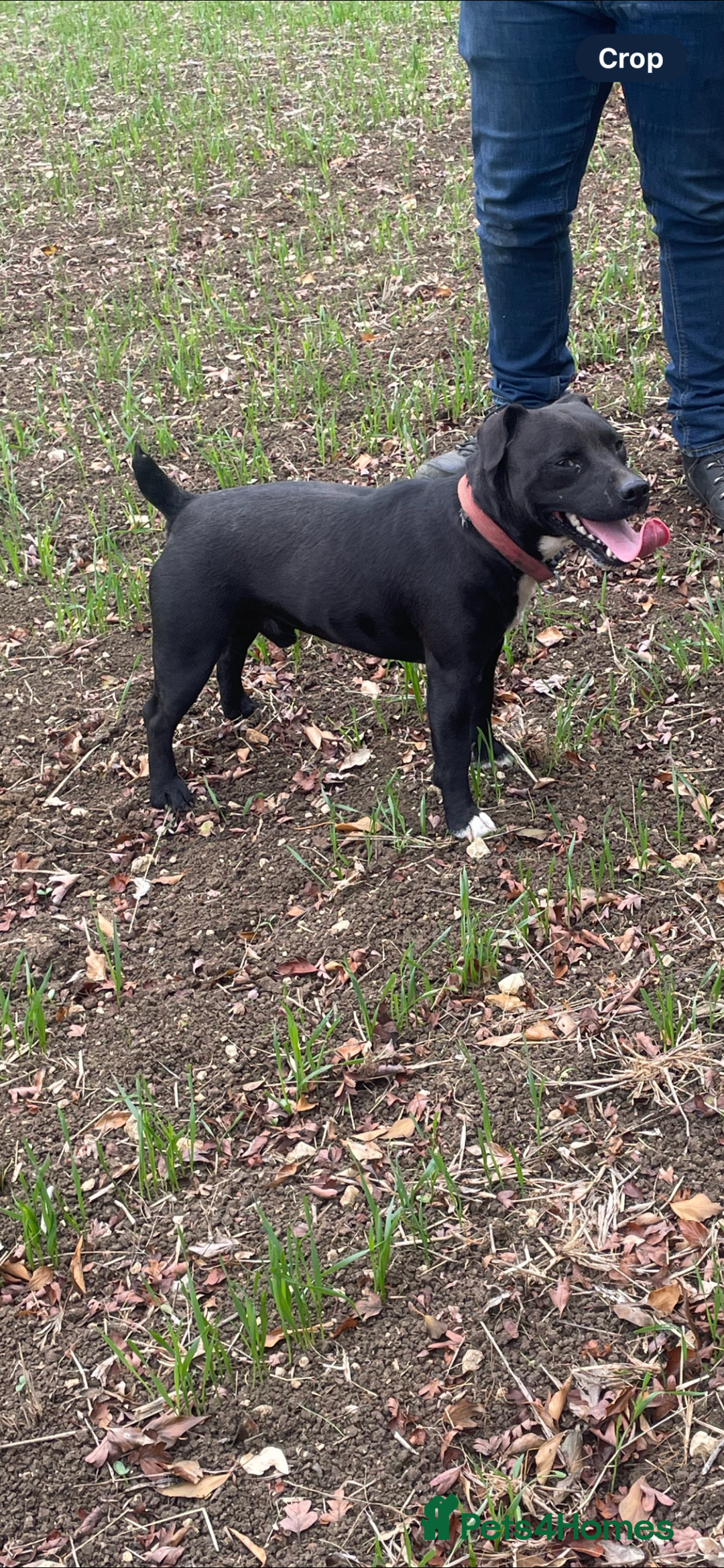 Patterdale Terrier dogs for sale: Patterdale terrier puppies  - Image 2