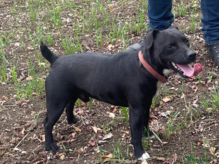Patterdale Terrier dogs Patterdale terrier puppies - Advert 1