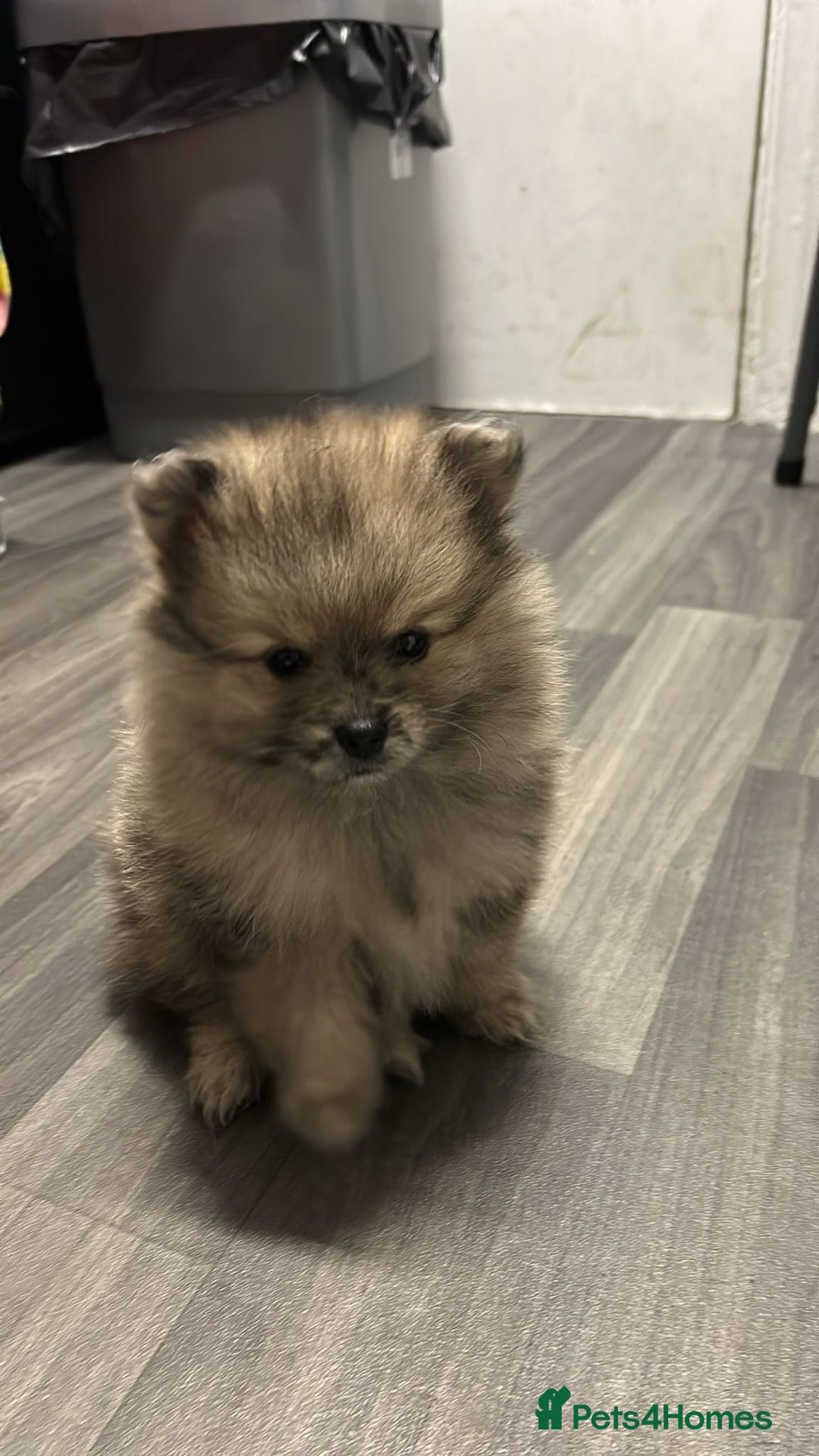 Pomeranian dogs for sale: Litter of pomeranians  - Advert 28