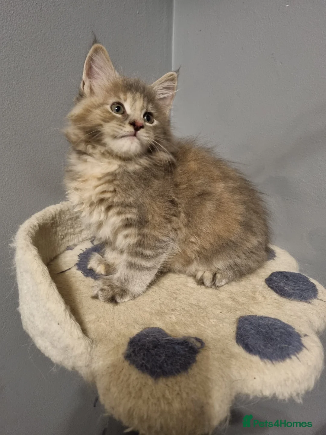 Maine Coon cats for sale: GCCF Regestered Maine Coon Kittens - Advert 14
