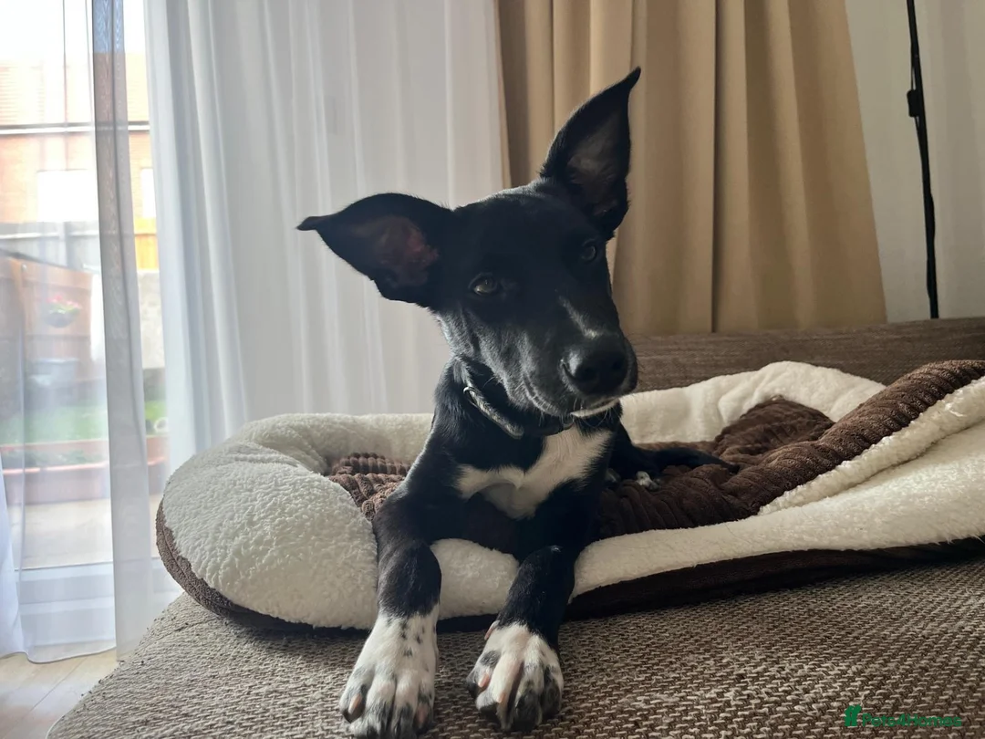 Mixed Breed dogs for sale: 5-Month Border Collie x Kelpie Boy in Swadlincote - Advert 1