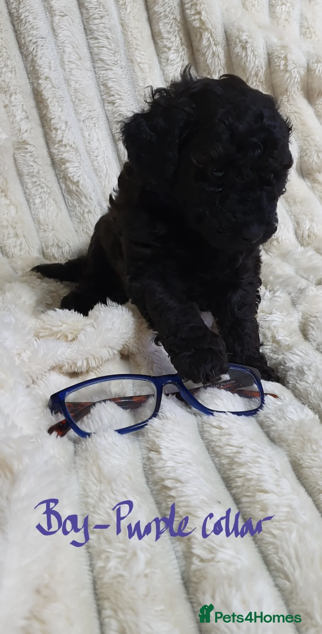 Toy Poodle dogs for sale: Tiny Toy Poodle puppies ready to leave 1st March - Advert 29
