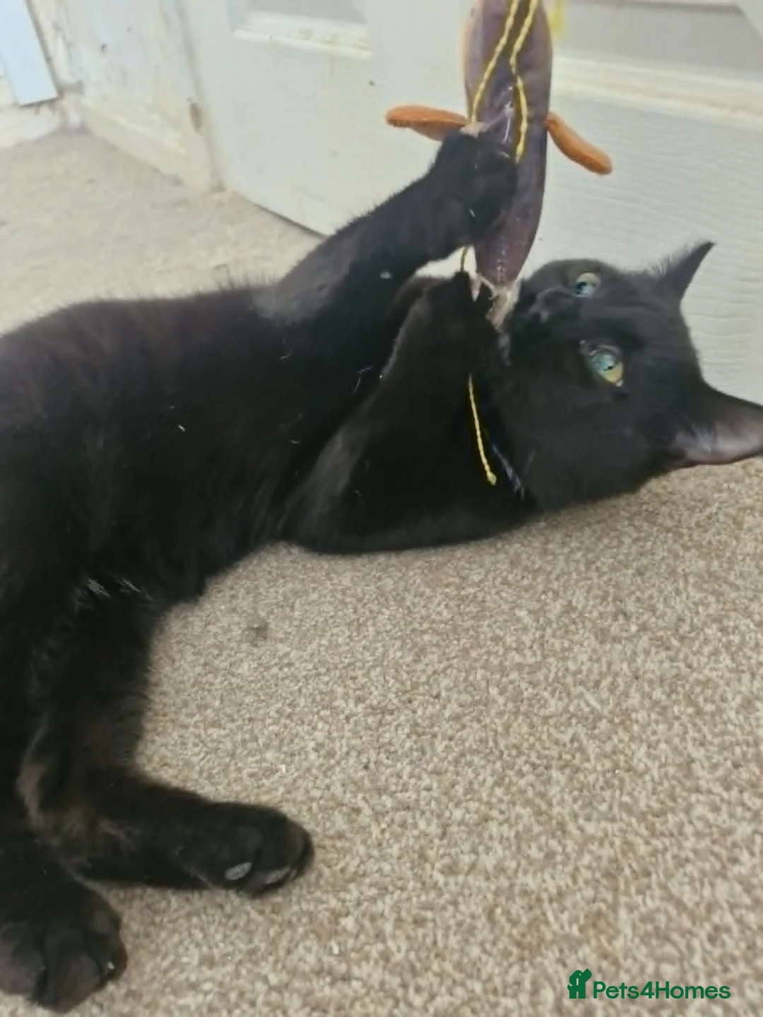 Domestic Shorthair cats for sale: A beautiful friendly Young Black Cat Young male - Advert 2