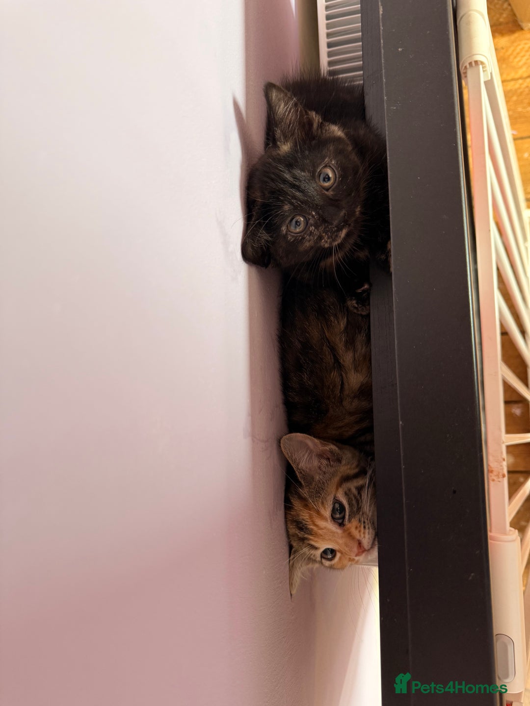 Domestic Shorthair cats for sale: Female kittens for sale - Image 3