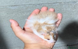 Hamster rodents for sale: STUNNING, TAME, PEDIGREE BABY SYRIAN HAMSTER - Image 7