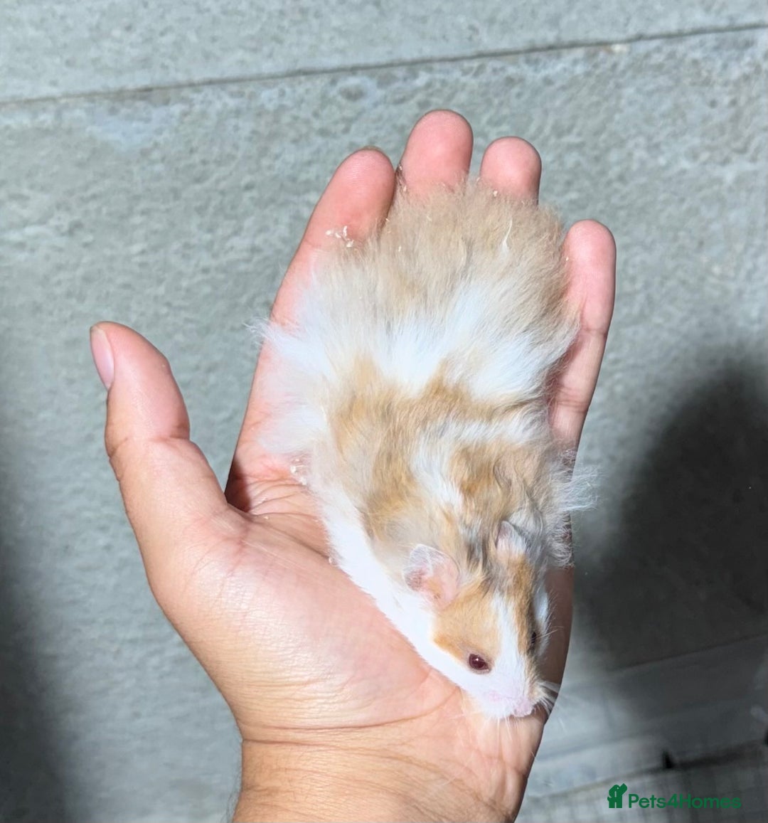 Hamster rodents for sale: STUNNING, TAME, PEDIGREE BABY SYRIAN HAMSTER - Image 7