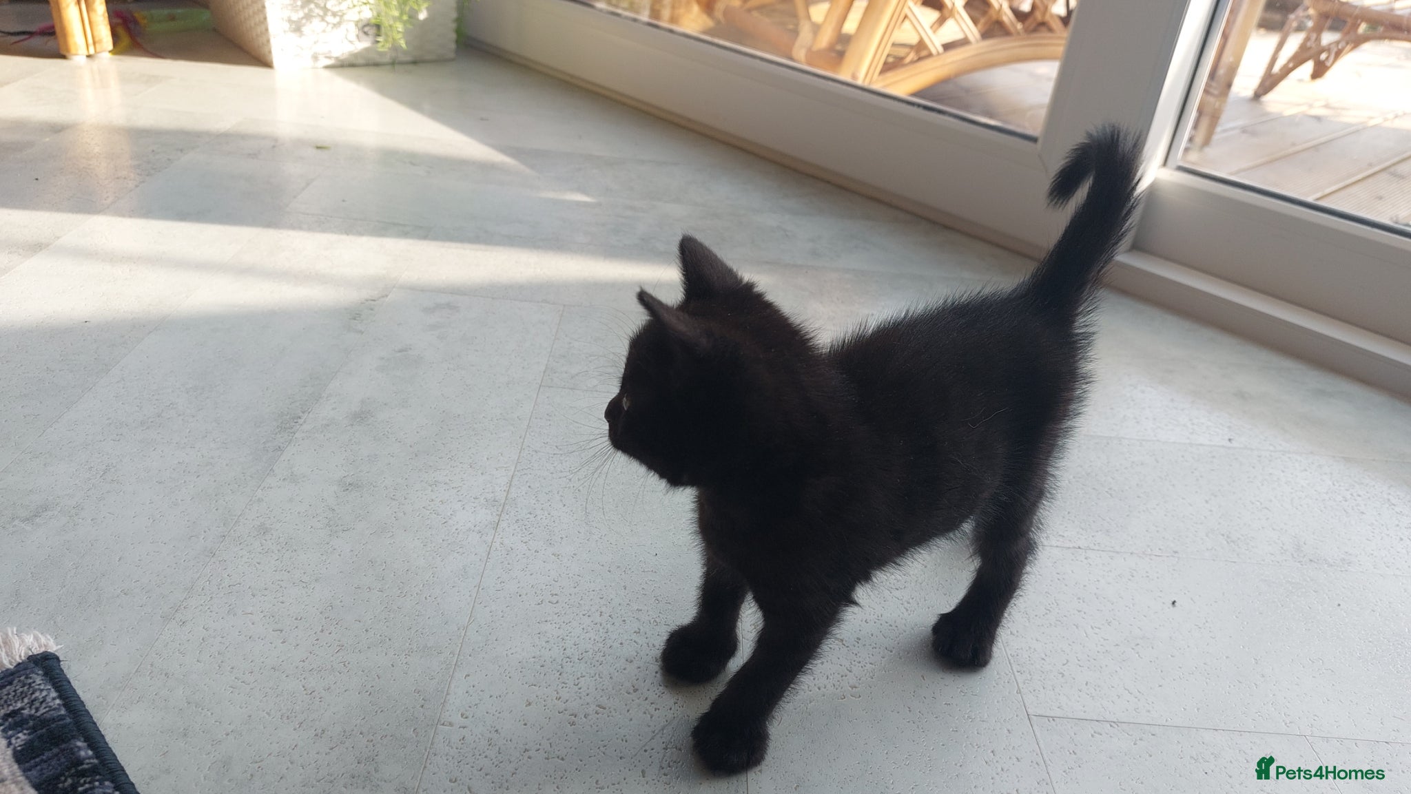 Mixed Breed cats  Kittens 💞 - Advert 7