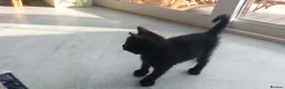 Mixed Breed cats for sale: Adorable Playful Kittens Looking for Home 🐾 - Advert 11
