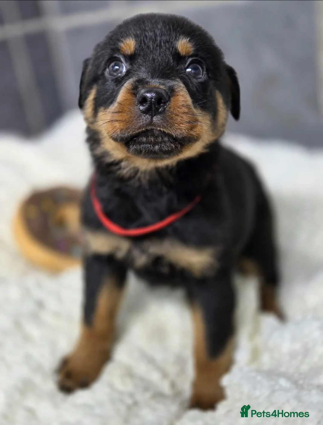 Rottweiler dogs for sale: Stunning Rottweiler pups - Advert 9