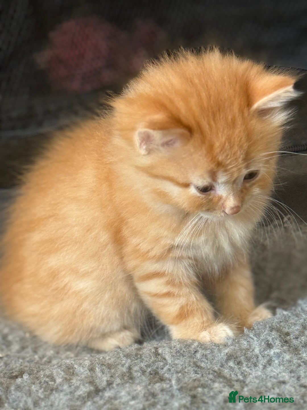 Ragdoll cats for sale: Fluffy Ragdoll cross kittens  - Image 11