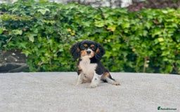 Cavalier King Charles Spaniel dogs for sale: Gorgeous Black Tan and Tri Cavalier Puppies - Image 13