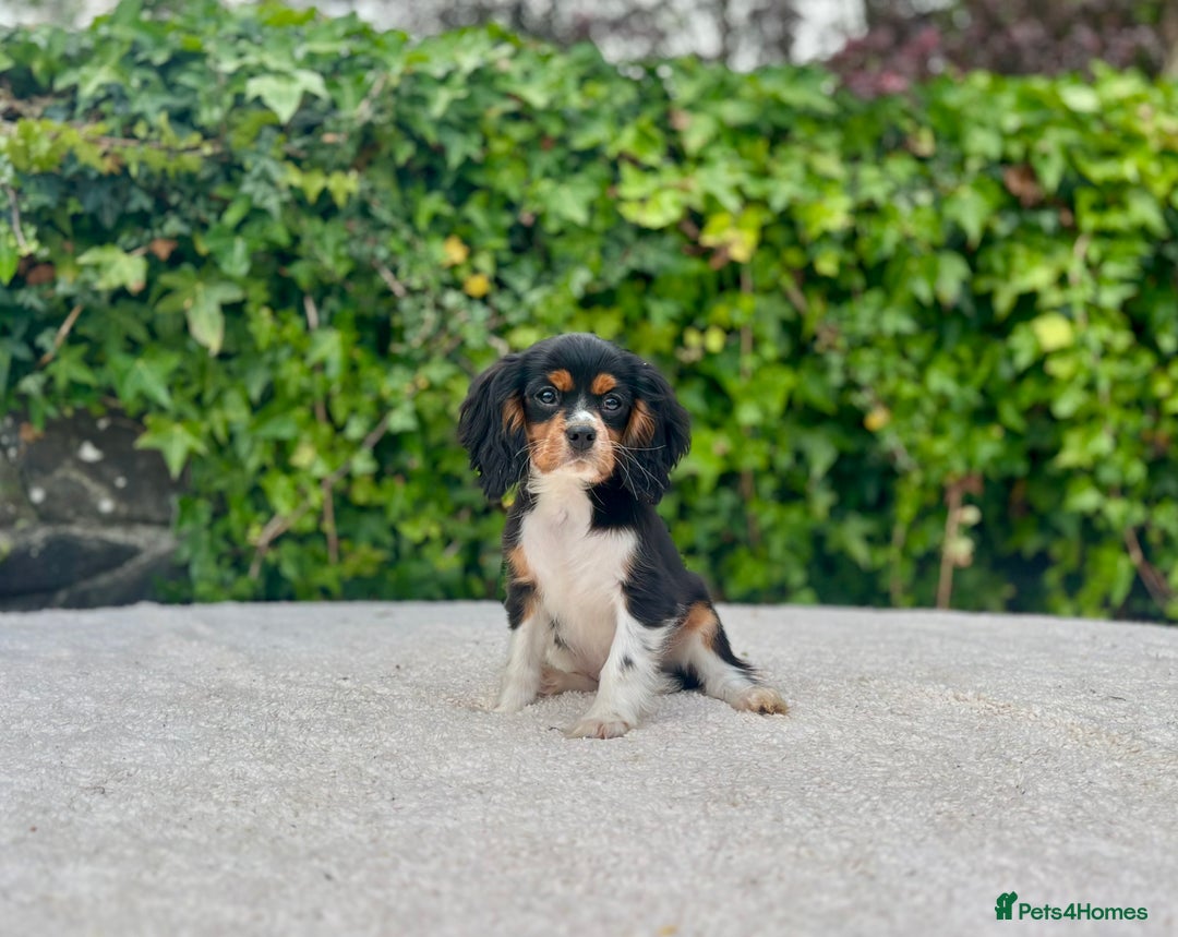 Cavalier King Charles Spaniel dogs for sale: Gorgeous Black Tan and Tri Cavalier Puppies - Image 13