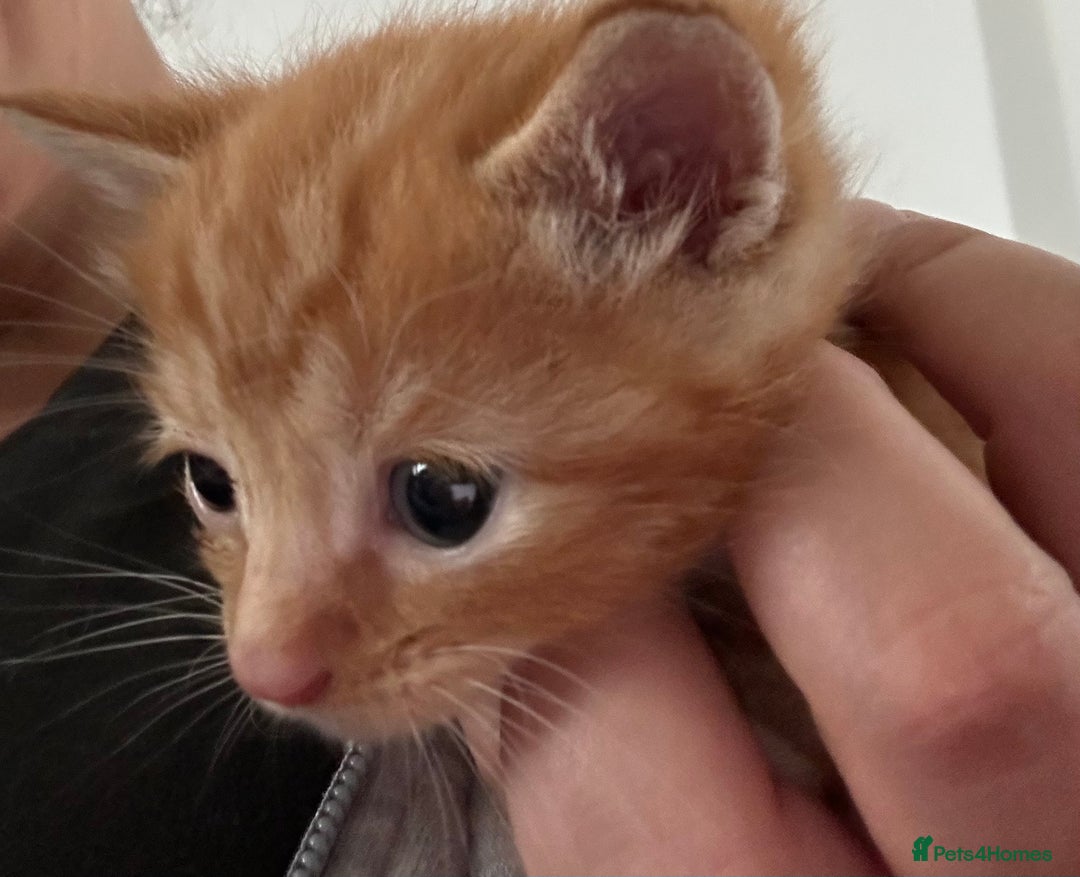 Ragdoll cats for sale: Ragdoll cross bengal - Image 6