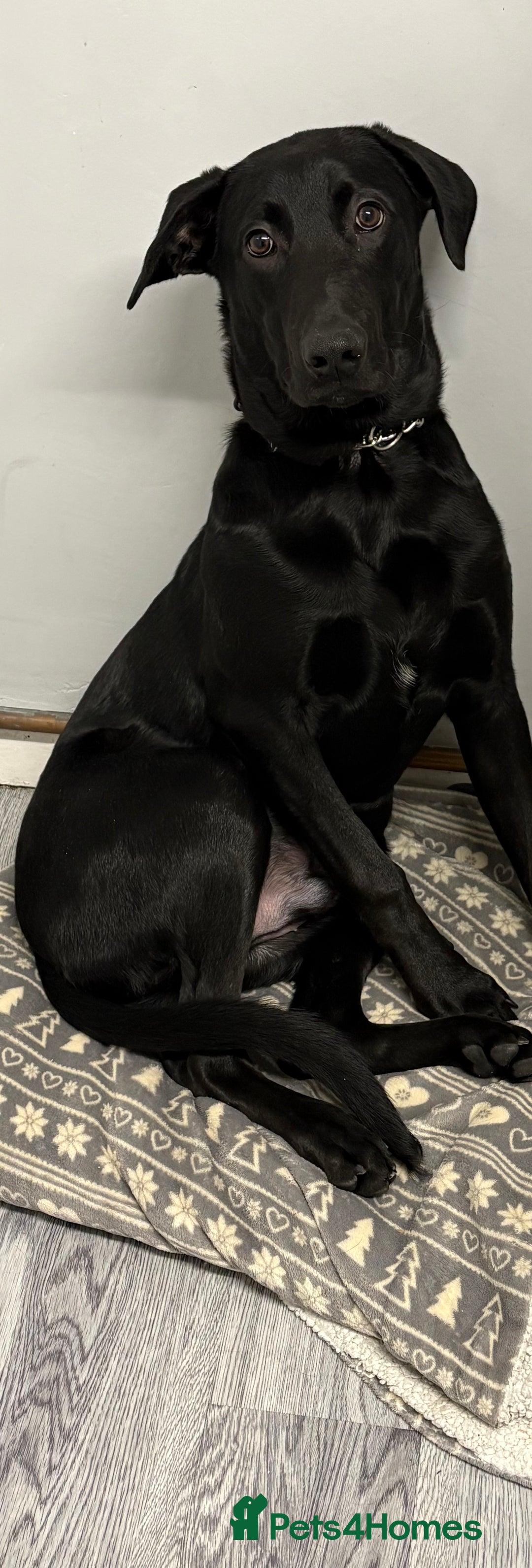 Mixed Breed dogs for sale: Labrador male 6 months old  - Advert 3