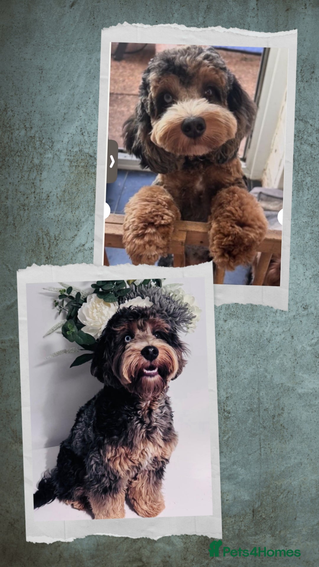 Mixed Breed dogs for sale: Cockerpoo/Schnoodle/Bischon Puppies  - Advert 2