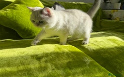 British Longhair cats for sale: British Longhair and Shorthair kittens for sale - Image 18