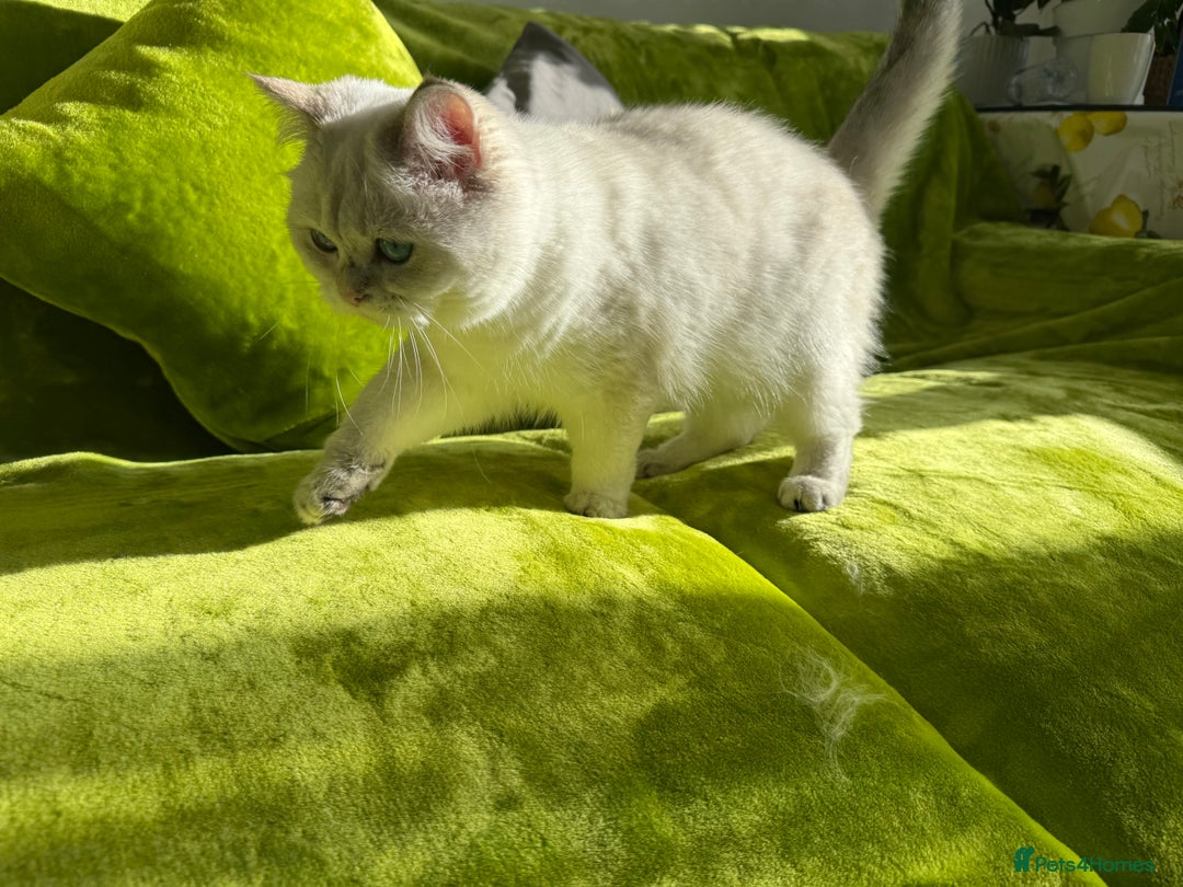 British Longhair cats for sale: British Longhair and Shorthair kittens for sale - Image 18