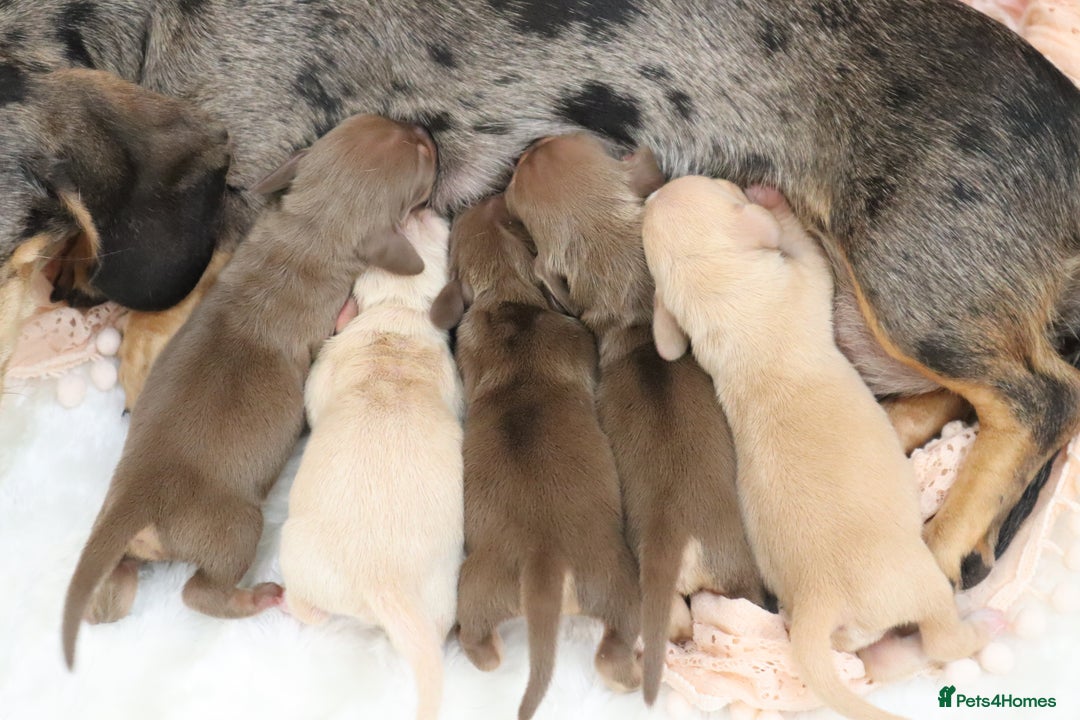 Miniature Dachshund dogs for sale: KC Miniature Dachshund Puppies - Image 12