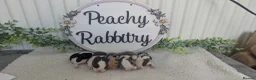 Mini Lop rabbits for sale: Mini lop litter waiting list open - Advert 3