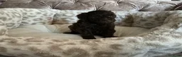 Aussiedoodle dogs for sale: Stunning F1B Aussiedoodle puppies - Advert 13