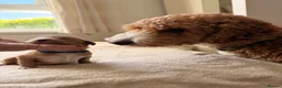Mini Goldendoodle dogs for sale: EXCEPTIONAL AUSTRALIAN DOODLES 🐾 HEALTH TESTED🐾  - Advert 7