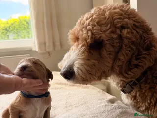 Mini Goldendoodle dogs EXCEPTIONAL AUSTRALIAN DOODLES 🐾 HEALTH TESTED🐾 - Advert 10