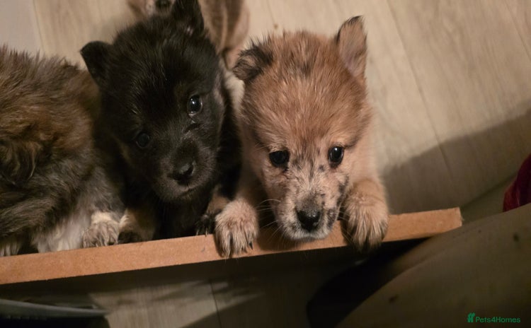 Mixed Breed dogs Adorable Merle Chowski's for sale - Advert 4