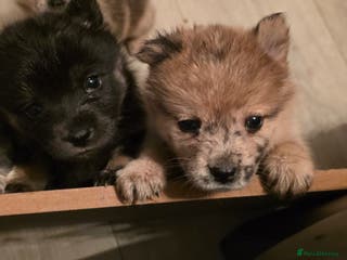 Mixed Breed dogs Adorable Merle Chowski's for sale - Advert 17