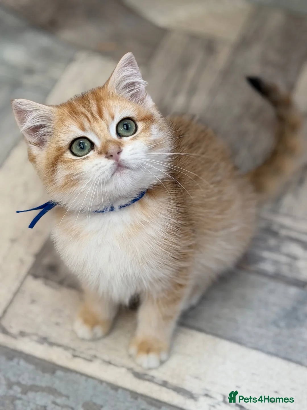 British Shorthair cats for sale: British shorthair golden odd eyed kittens  - Advert 18