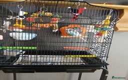 Budgerigars birds for sale: English exhibition budgie for sale - Image 3