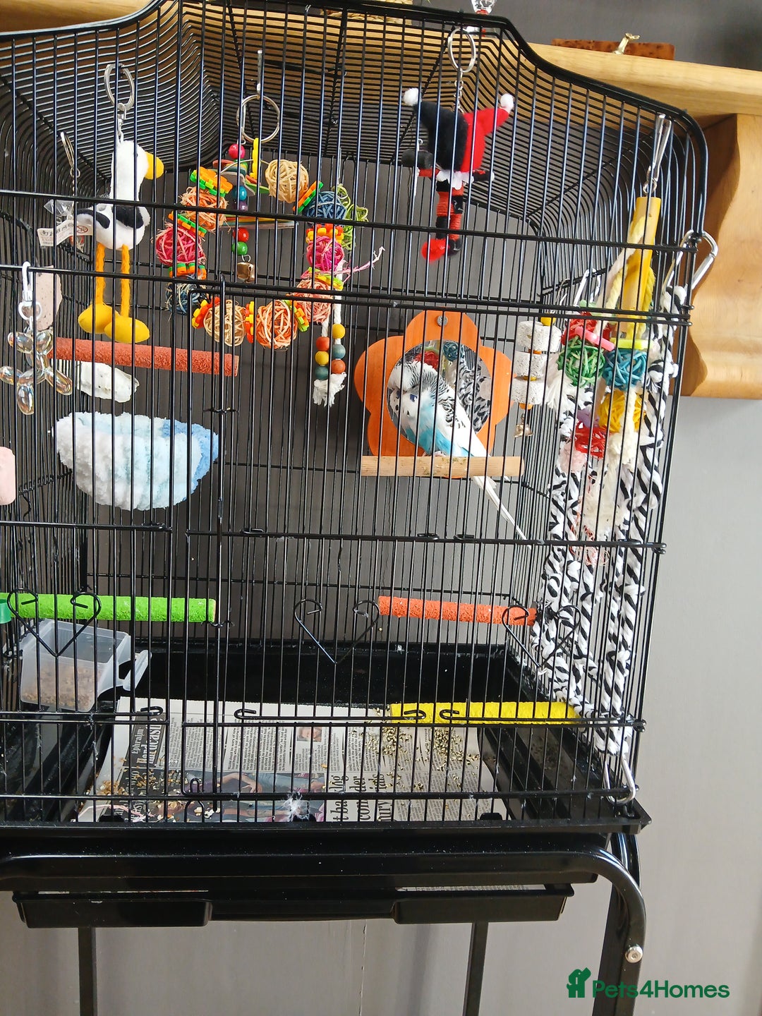Budgerigars birds for sale: English exhibition budgie for sale - Image 3