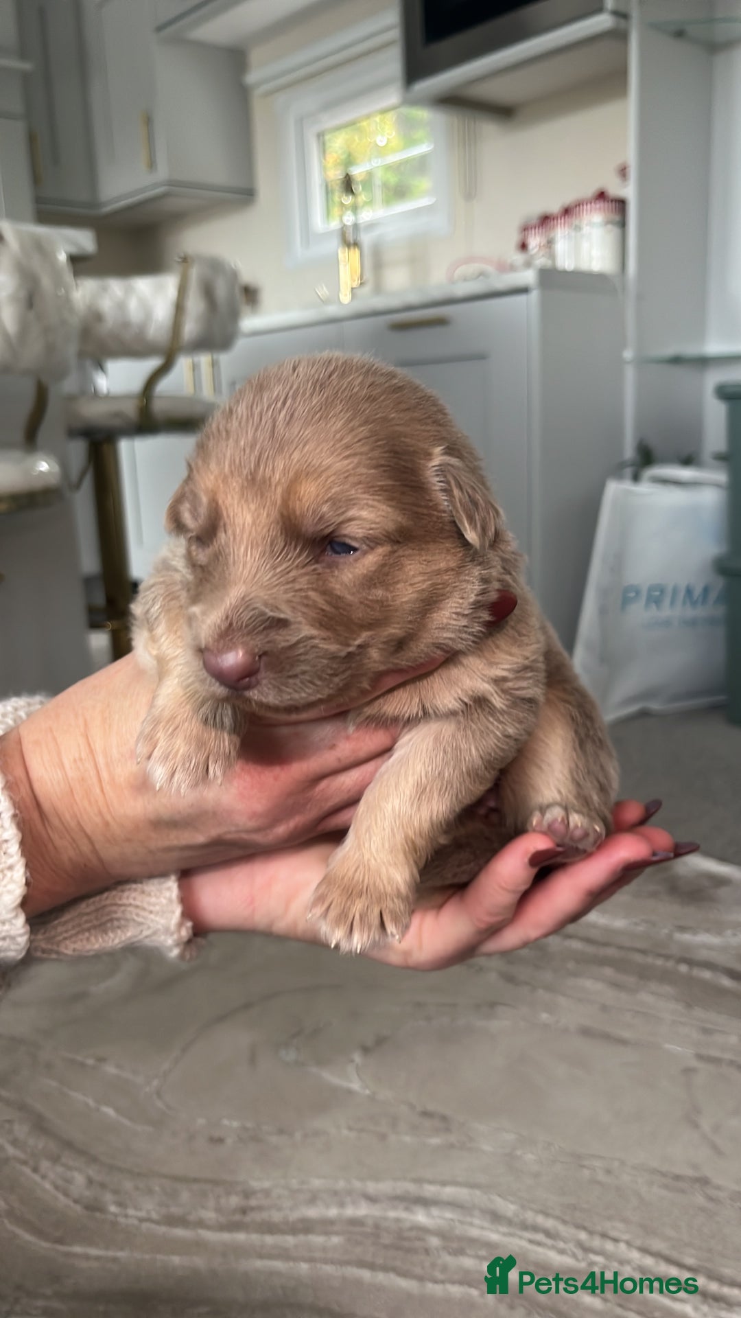 German Shepherd dogs for sale: Working KC GSD German shepherd puppies  - Image 5