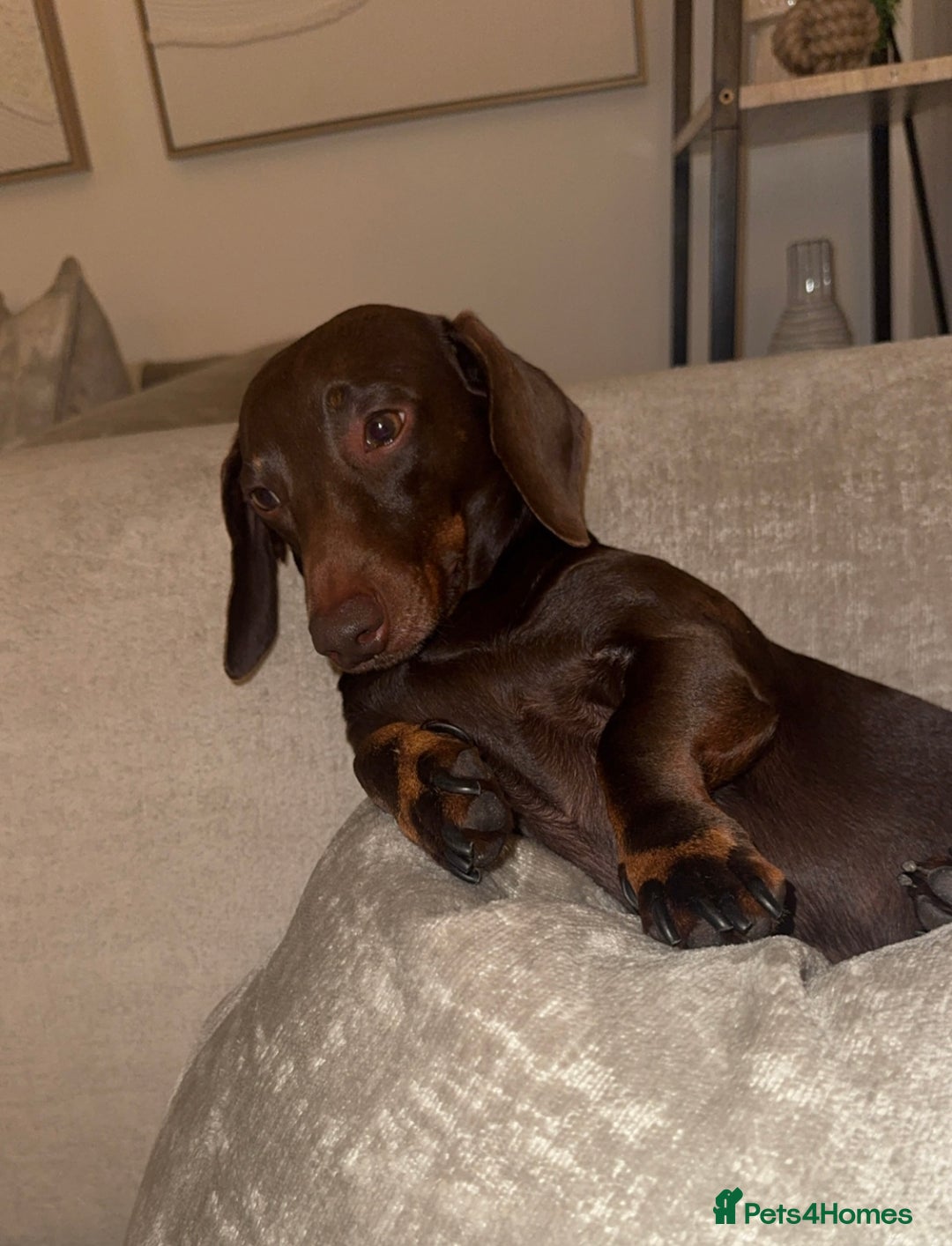 Miniature Dachshund dogs for stud: Stud PROVEN miniatures dachshund  - Advert 2