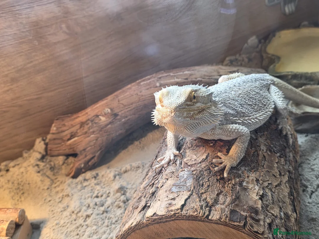 Bearded Dragon reptiles for sale: Bearded dragon  in Birmingham - Advert 2