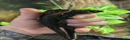 Skink reptiles for sale: Red Eyed Crocodile Skink Pair  - Advert 1
